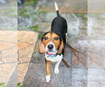 Small #1 Beagle
