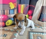 Small #3 Dachshund