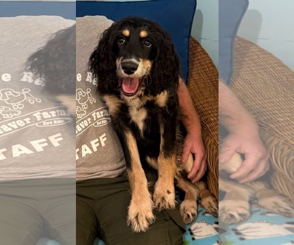 Medium Photo #4 Poodle (Standard)-Unknown Mix Puppy For Sale in Pacolet, SC, USA