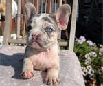 Small Photo #27 French Bulldog Puppy For Sale in GOSHEN, IN, USA