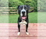 Small #3 American Pit Bull Terrier