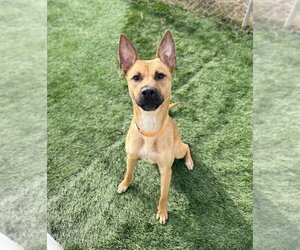 Basenji-Unknown Mix Dogs for adoption in Lakewood, CO, USA