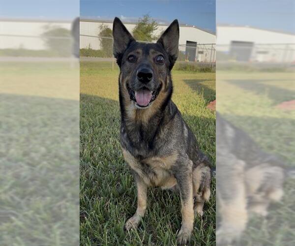 Medium Photo #2 German Shepherd Dog Puppy For Sale in Rosenberg, TX, USA