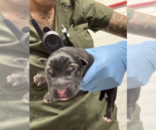 Medium Photo #1 German Shepherd Dog Puppy For Sale in San Bernardino, CA, USA