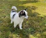 Small Photo #2 Pomsky Puppy For Sale in RAYMOND, WA, USA