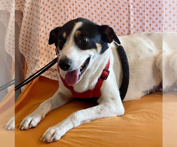 Medium Photo #5 Mutt Puppy For Sale in Rockaway, NJ, USA
