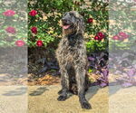 Small #4 Retriever  Mix