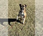 Small #8 Boxer-Eurasier Mix