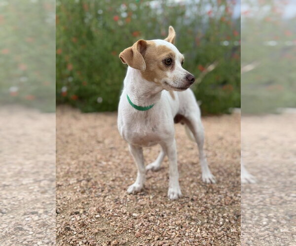 Medium Photo #5 Chihuahua-Unknown Mix Puppy For Sale in PIPE CREEK, TX, USA