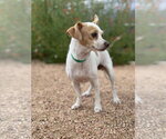 Small #4 Chihuahua Mix