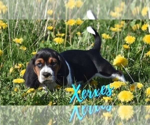 Medium Photo #1 Basset Hound Puppy For Sale in SEQUIM, WA, USA