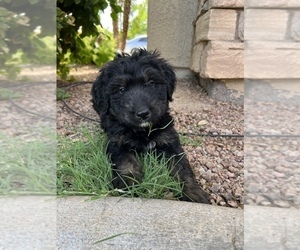 Bernedoodle Puppy for Sale in GILBERT, Arizona USA