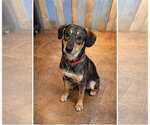 Small #5 Mutt