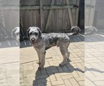 Small #1 Labradoodle