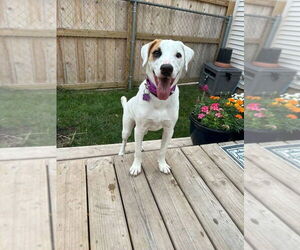 Mutt Dogs for adoption in New London, WI, USA
