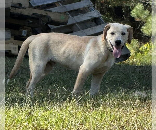 Medium Photo #5 Labralas Puppy For Sale in Attalka, AL, USA