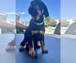 Puppy Turquoise Rottweiler