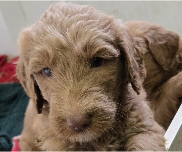 Medium Photo #10 Goldendoodle Puppy For Sale in BROADVIEW HEIGHTS, OH, USA