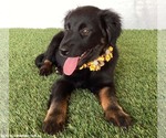 Small #1 Mutt