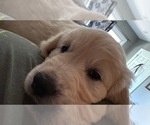 Small #2 English Cream Golden Retriever