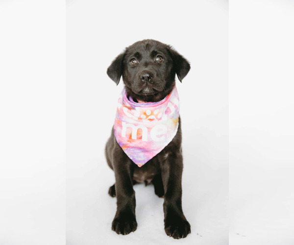 Medium Photo #11 Labrador Retriever-Unknown Mix Puppy For Sale in Princeton, MN, USA