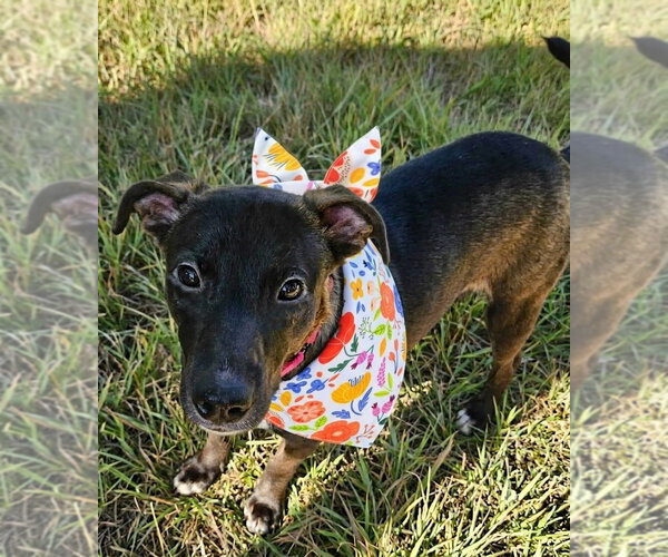 Medium Photo #3 Labrador Retriever-Unknown Mix Puppy For Sale in Grovertown, IN, USA