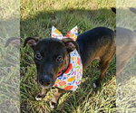 Small #2 Labrador Retriever Mix