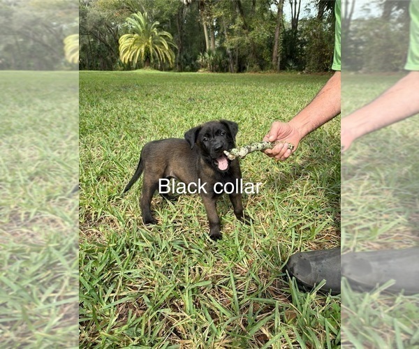 Medium Photo #2 Belgian Malinois Puppy For Sale in LAKE MARY, FL, USA