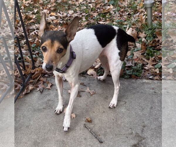 Medium Photo #5 Italian Greyhound Puppy For Sale in St. Louis Park, MN, USA