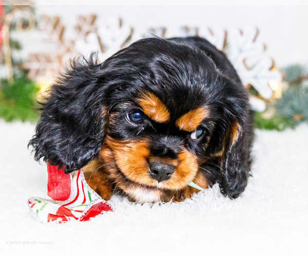 Medium Photo #13 Cavalier King Charles Spaniel Puppy For Sale in WAKARUSA, IN, USA