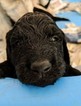 Small Photo #4 Goldendoodle Puppy For Sale in ROSCOE, IL, USA