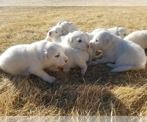 Golden Pyrenees Puppy for sale in CALHAN, CO, USA