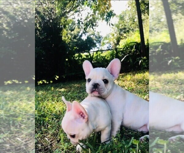 Medium Photo #4 French Bulldog Puppy For Sale in CLEARWATER, FL, USA
