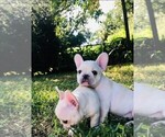 Small Photo #4 French Bulldog Puppy For Sale in CLEARWATER, FL, USA