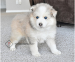 Small #4 Pomsky