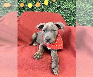 Labrador Retriever Dogs for adoption in Corpus Christi, TX, USA