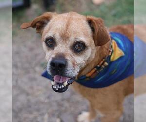 Beagle-Unknown Mix Dogs for adoption in San Antonio, TX, USA
