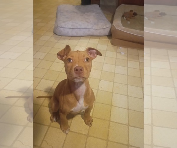 Medium Photo #2 Mutt Puppy For Sale in Crete, IL, USA