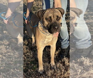 Mastiff Dogs for adoption in Glen Allen, VA, USA