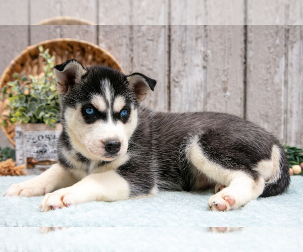 Medium Photo #3 Siberian Husky Puppy For Sale in LANCASTER, PA, USA