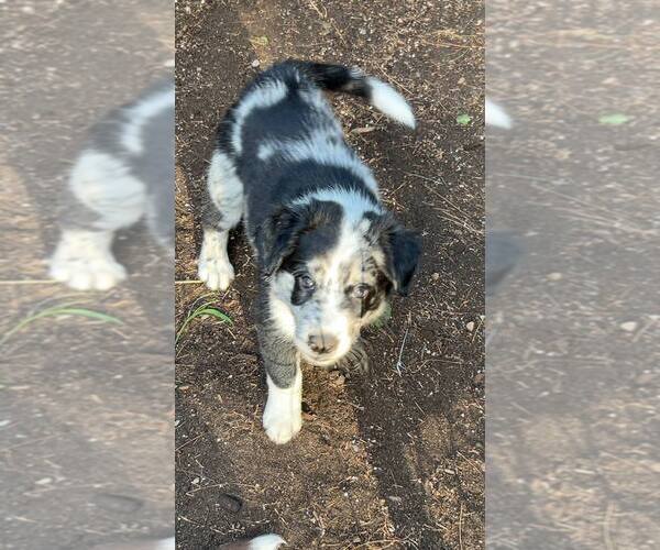 Medium Photo #4 Border-Aussie Puppy For Sale in MIDDLEBORO, MA, USA