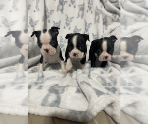 Boston Terrier Puppy for sale in CHARLOTTESVILLE, VA, USA
