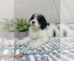 Small #2 Bernedoodle (Miniature)