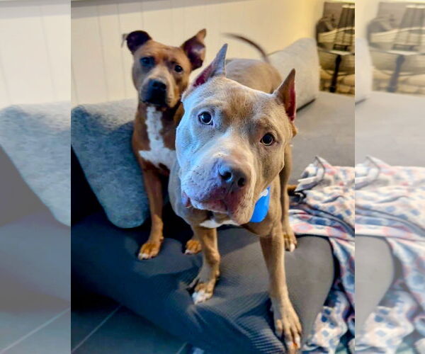 Medium Photo #3 American Pit Bull Terrier Puppy For Sale in Techny, IL, USA