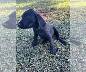 Labrador Retriever Puppy for Sale in AMHERST, Virginia USA