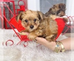 Small Photo #1 Yorkshire Terrier Puppy For Sale in WEBSTER, FL, USA