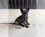 Puppy Dallas Belgian Malinois