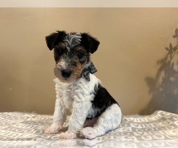 Medium Photo #14 Wire Fox Terrier Puppy For Sale in FEASTERVILLE, PA, USA
