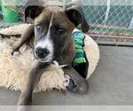 Small #1 American Pit Bull Terrier Mix