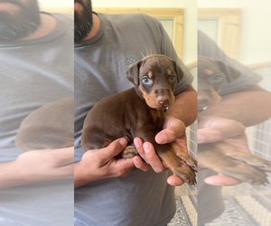 Doberman Pinscher Puppy for sale in CORRIGAN, TX, USA